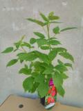 IMG20190717150602-768x1024.jpg